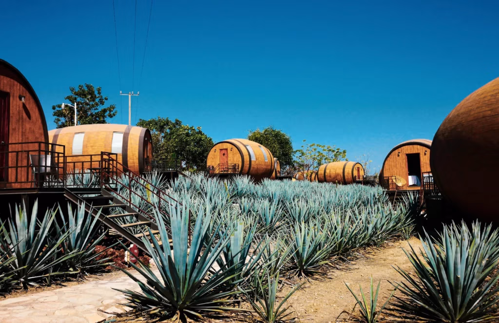 Landscape with Agaves and Barrels